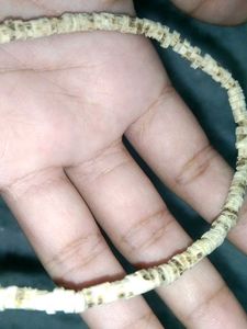 Tulasi Malla