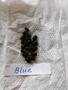 Combo Blue &amp; White Aparajita Seeds