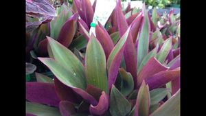 Tradescantia Spathacea Plant