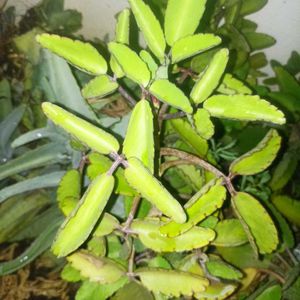 Combo Of 2 Plants
