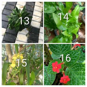 you can select 10 Live root plants