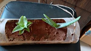 Baby Basket plant and Aloe vera pup