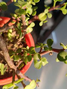 Potted Jade Plant
