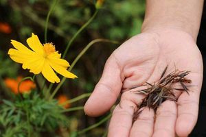 Cosmos Seeds Mix (Yellow + Orange)