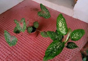 Set 2 Dieffenbachia Seguine &amp; Plants ☘️