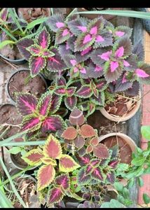 Krushnkamal plant And Coleos cutting