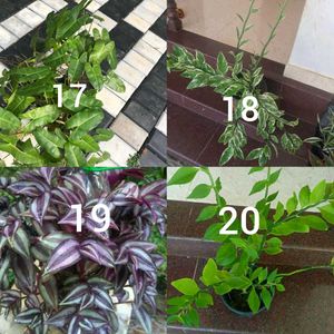 You Can Select 12 Live Root Plants