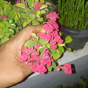 combo of 3 plants