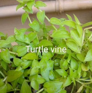 combo of 13 plants @ low price