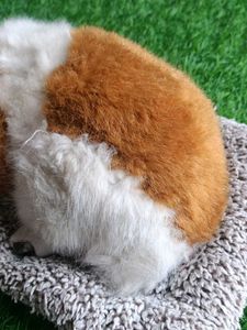 Slipping Puppies Soft Toys For Kids