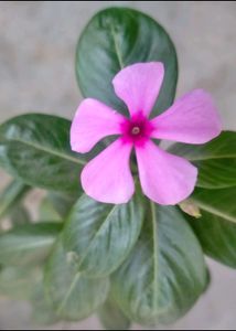 Sadabahar 5 Plants