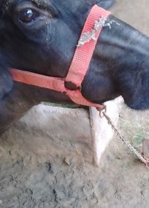 रेड नायलॉन नकेल / गले का पट्टा (Head Strap)
