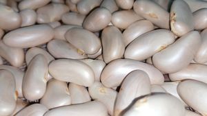 Good Quality Jackfruit Seeds