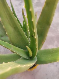 Aloevera Plant