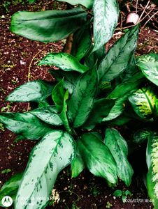 Dieffenbachia &amp; Snake Plant Duo