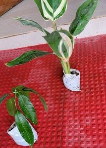 Pack 2 Big Mango 🥭 &amp; NeverNever Plants