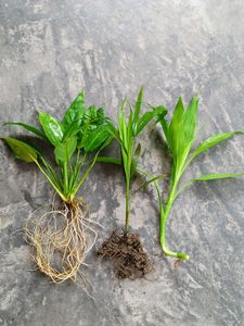 Combo Piece Lilly Lucky Bamboo Areca Palm