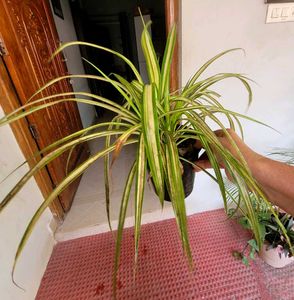 Set 2 Arrowhead Vine &amp;Pandanus Veitchii Plants🪴