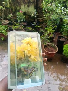 Butterfly &amp; Floral Display Case
