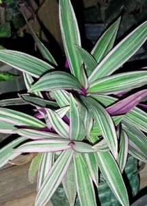Tradescantia spathacea And Flower Dust Plant