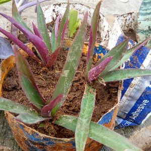 Facewash With Plants