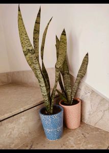 Plants Combo