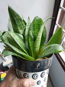 5 Combo Plants