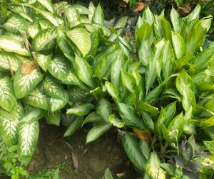 Combo Of 2 Variety Agloneama Plant