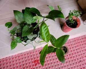 3 Set  Bear &amp; money &amp; Ming Aralia Plants🪴