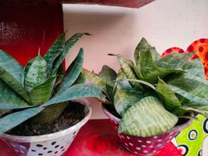 Snake plant - Air Purifier And Oxygen Enriching