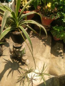Long Spider Plant With Two Beautiful Baby