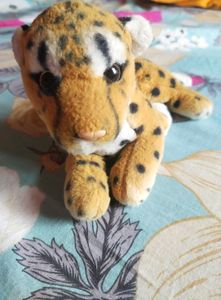 Tiger 🐯