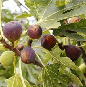 Fig/Gular/Anjeer Exotic Fruit Seeds