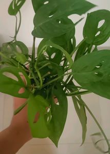 3 Broken Heart Or Cheese Plant 6-7 Inches  Plants
