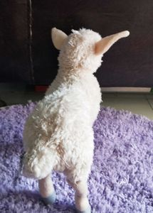 Real Sheep Toy
