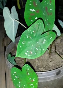 This tropical plant is known for its vib