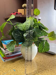 Artificial Plant