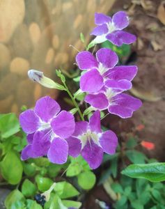 Chinese Violet