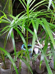 1.5 ft Areca Palm with Plastic Pot