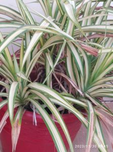 Spyder 🌱 Plant