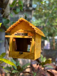 Birds Cage