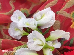 White Butterfly Flowers Seeds