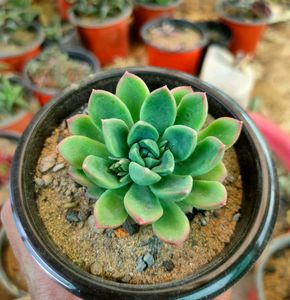 succulent variety
