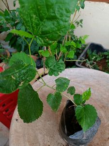High Yielding Mulberry Fruit  Plant Stem Cuttings