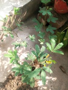 Touch Me Not Is Called ( Chui-Mui ) Plant