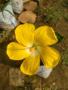 Big Size Yellow Hibiscus Plant With Root