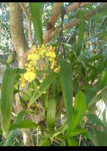 10 Live Root Plants
