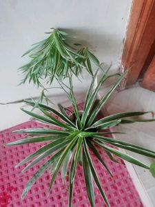 Set 2 Money &amp; Pendulum Plants