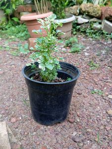 Variegated Aralia Plant