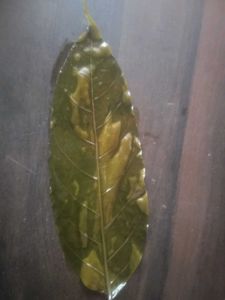 Swethakutaja leafe extract oil